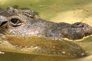 amphibious crocodile in the water