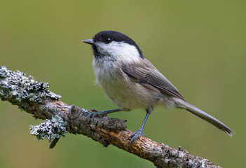 Willow Tit (poecile montanus) good looking posing on an old lichen covered branch 