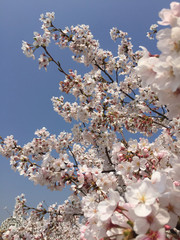 桜