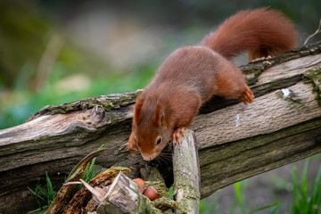 Eichhörnchen entdeckt Nüsse