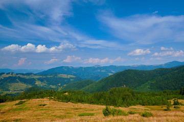 Fototapeta premium wild nature, summer landscape in carpathian mountains, wildflowers and meadow, spruces on hills, beautiful cloudy sky