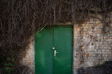 Dry branches of creeper plant climbing on old wall with wooden door