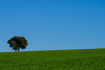 A lonely tree in a green meadow and a blue sky in the background.