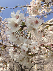 桜