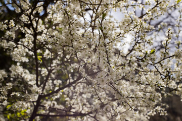 Flowery almond