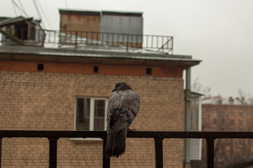 Pigeon sitting on the railing. In the background is a part of the roof of a brick house.