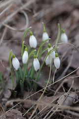 spring snowdrops in the forest