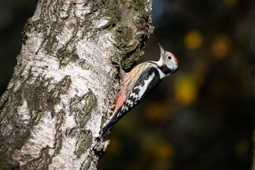 MIttelspecht- Leiopicus medius