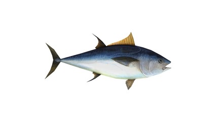 3D rendering of a tuna fish blue ocean creature animal isolated