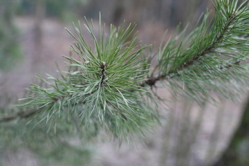 pine branch
