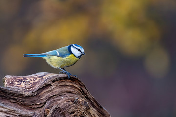 Blaumeise