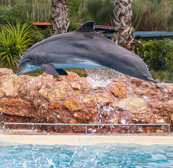 A Bottle Nosed Dolphin Jumps Out Of The Water