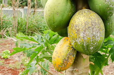 Fugal Infected Papaya On Tree