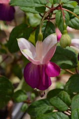 Close up of one vivid pink magenta and white fuchsia flower in a garden pot in a sunny summer day,  beautiful outdoor floral background photographed with soft focus