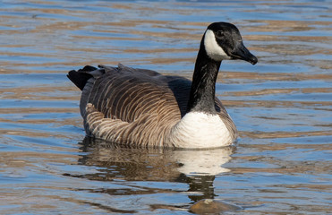 canadian goose on water