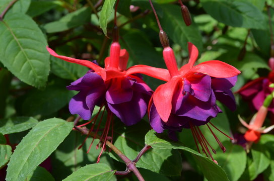 Close up of three vivid pink and red fuchsia flowers in a garden pot in a sunny summer day,  beautiful outdoor floral background photographed with soft focus