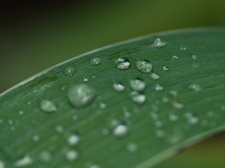 Beautiful drops of transparent rain water on a green leaf macro. Drops of dew in the morning glow in the sun. Beautiful leaf texture. Natural concept.