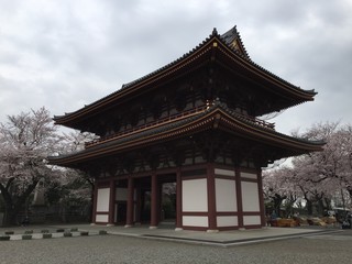 Fototapeta premium 桜