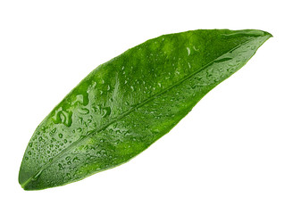 Fototapeta na wymiar Citrus fruit leaf lemon with drops
