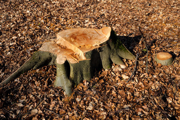 Baumstumpf im Wald und Laub - Stockfoto 