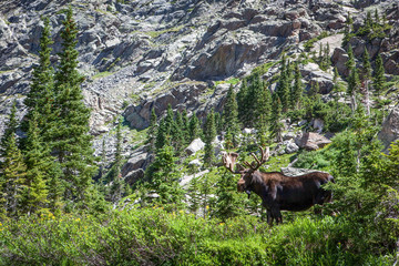 moose in wilderness