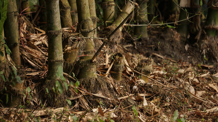 Bamboo, subfamily of tall treelike grasses of the family Poaceae. Bamboo plant home delivery all Bangladesh.we provide all flower plants, fruits plants, trees plant home delivery in sort time.