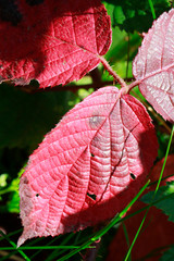 Blackberry, Leaves, Leaf, Trusetal, Thuringia, Germany, Europe