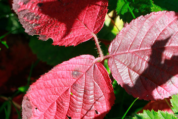 Blackberry, Leaves, Leaf, Trusetal, Thuringia, Germany, Europe