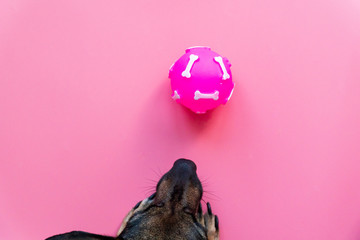 top view happy dog looks at pink ball on pink background