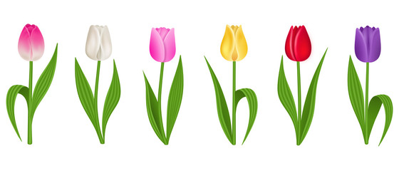 Obraz premium bouquet of tulips isolated on white background