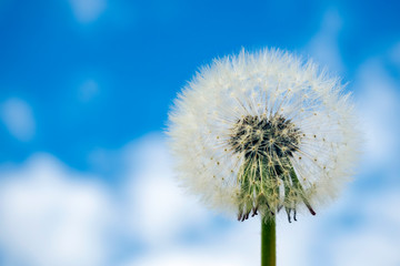 Close-up of dandelion seed head on blue sky background. Copy space for text, selective focus.