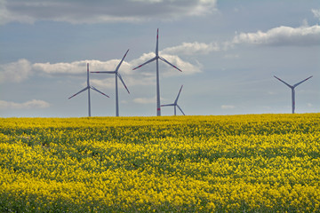 rapsfeld in rheinhessen