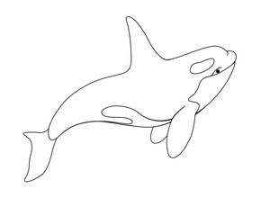 Killer whale - vector linear picture with sea mammal. Оrca is a marine cetacean for coloring. Beautiful graceful killer whale inhabitant of the underwater world. Outline.