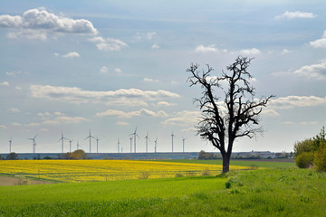 abgestorbener baum