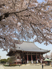 桜