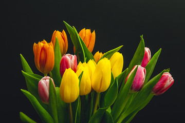 fresh tulips on black background close-up