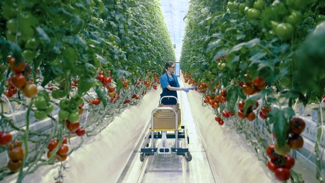 Agriculture industry, farmer in a greenhouse. Woman gathers tomatoes into a big cart in greenhouse.
