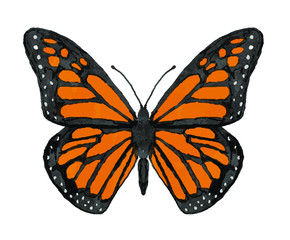 Fototapeta na wymiar Drawing, illustration, vector of monarch butterfly, painted with watercolor strokes. Orange, black and white butterfly. Vector in eps 8 format. Insect. Danaus plexippus, Lepidoptera