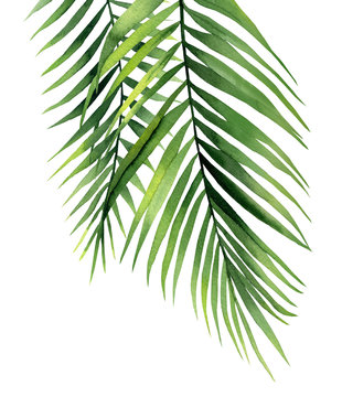 Tropical palm branches. Plant detail for card, postcard, invitation, greeting, pattern. Watercolour illustration on white background.