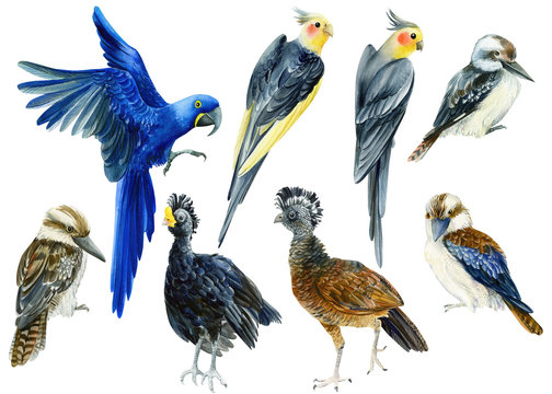 set of tropical birds, parrots corella, macaw, kookaburra, Crax rubra on a white isolated background, watercolor illustration, hand drawing