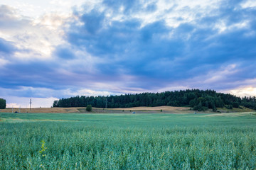 Landscape with a field of yellow rye. Agricultural culture. Blue sky.