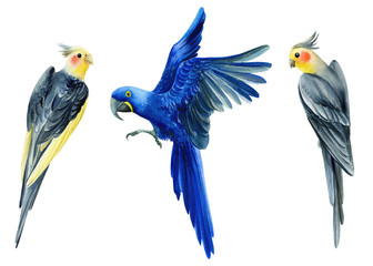 set of tropical birds, corrella, blue macaw parrots on a white isolated background, watercolor illustration, hand drawing © Hanna