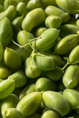 Raw Green Organic  Garbanzo Beans