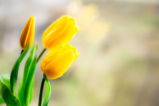 Bouquet of yellow tulips on a white background, place for text.