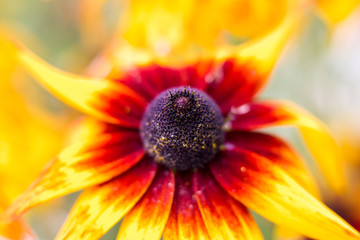 Yellow burgundy flower and bumblebee collecting nectar