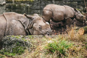 Obraz premium Mother And Baby Rhino. Indian rhinoceros with calf. Rhinoceros unicornis. Female rhino with its newborn baby