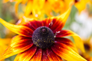 Yellow burgundy flower and bumblebee collecting nectar