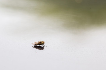 A fly on a mirrored black surface. Macro.