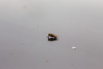 A fly on a mirrored black surface. Macro.