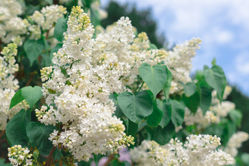 Fresh white lilac branches on the sky background, copyspace, selective focus